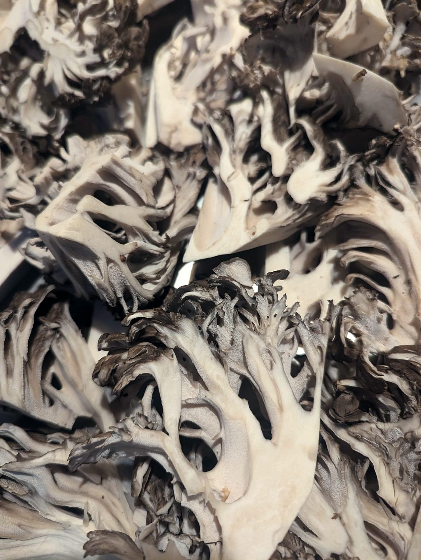 freshly foraged hen of the woods mushrooms