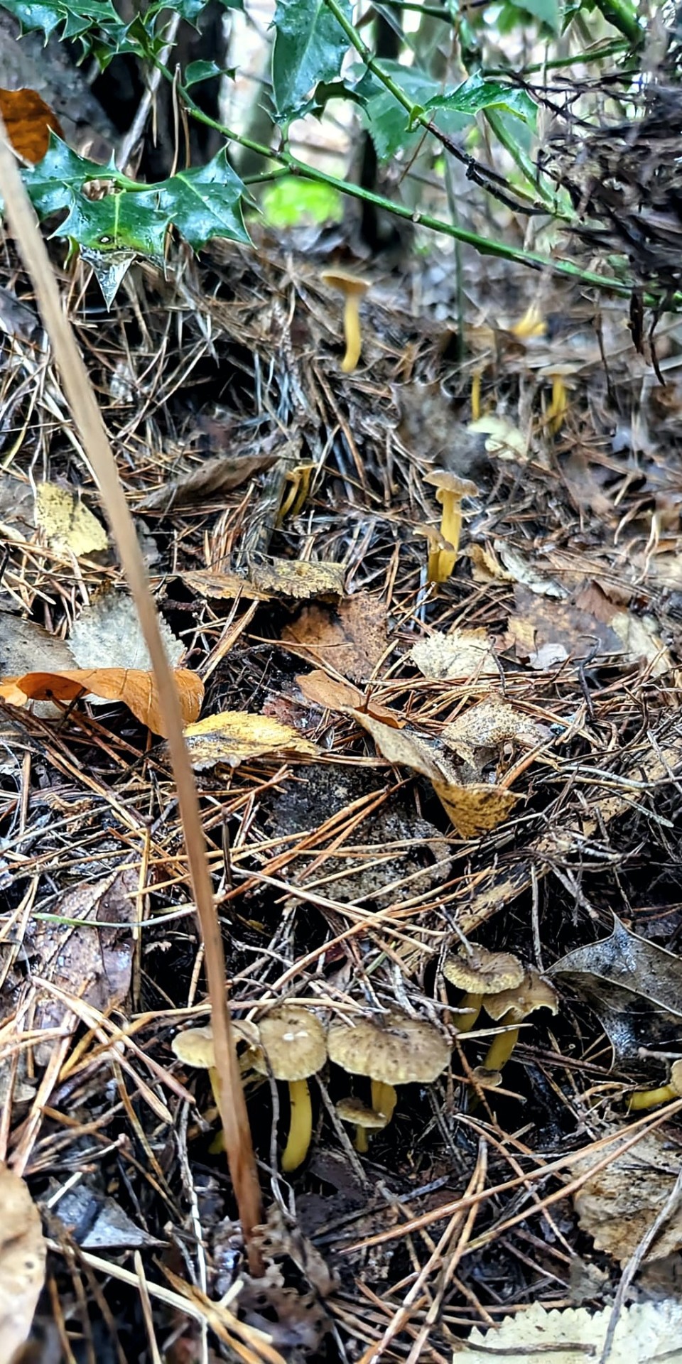 winter chanterelles among pine needles