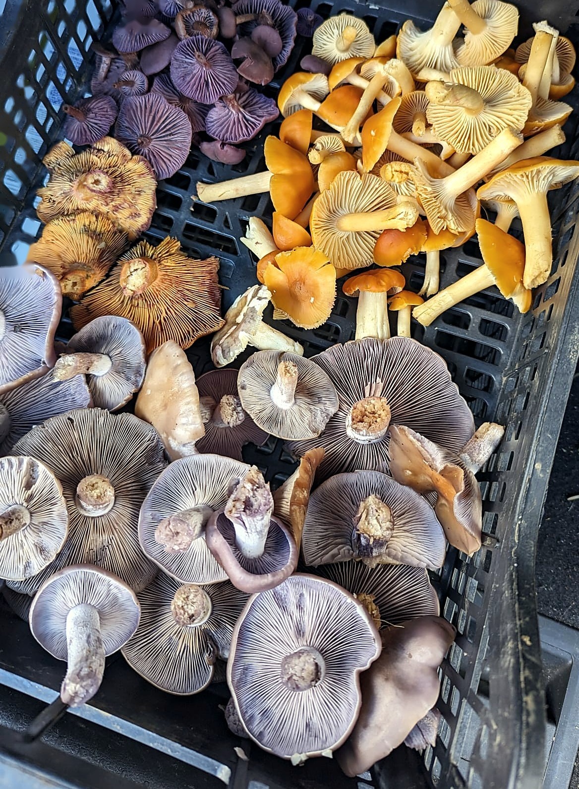 foraged mushrooms in a crate