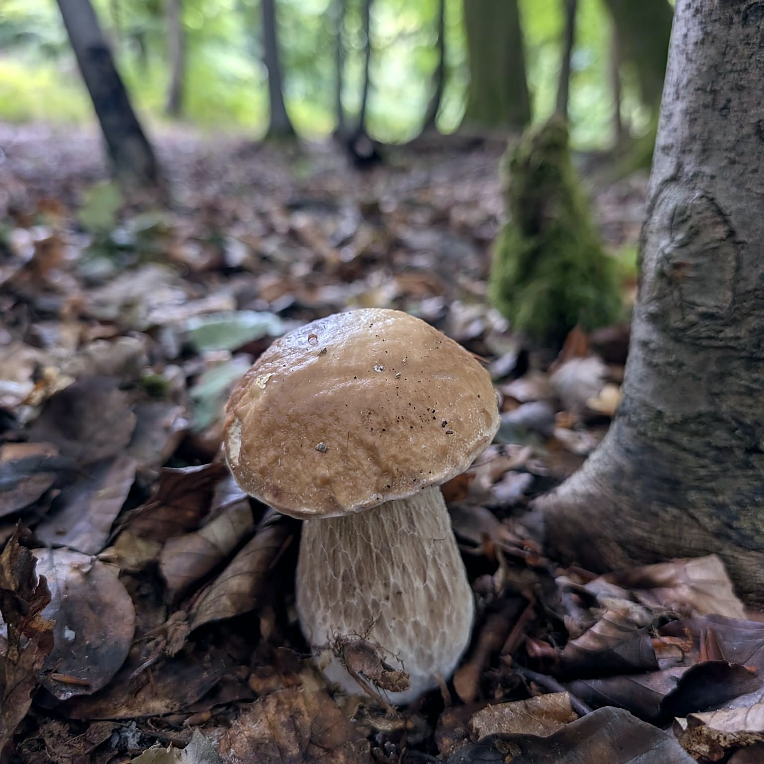 a cep growing through leaf litter at the base of a beech tree
